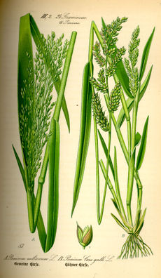 Millet : Source Wikipédia