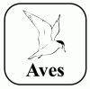 www.aves.be