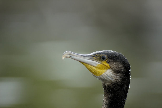 Le grand cormoran