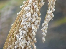 Millet panicule