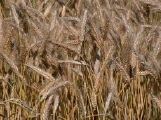 Le triticale: Source Wikipédia