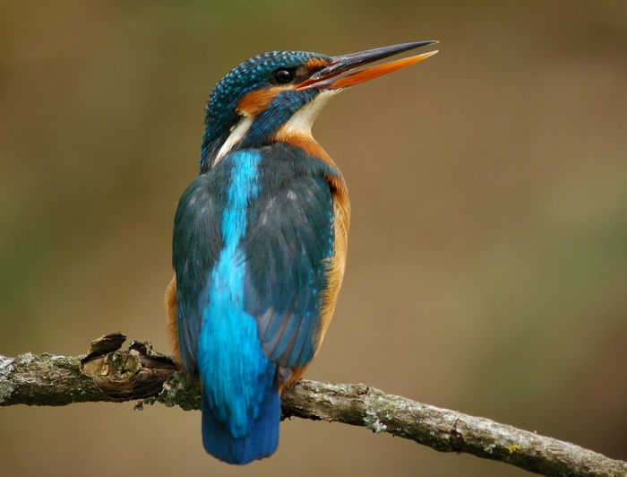 Le martin pêcheur