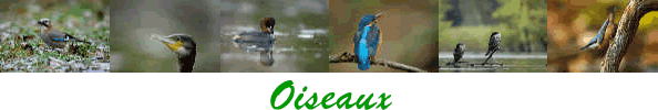 Oiseaux