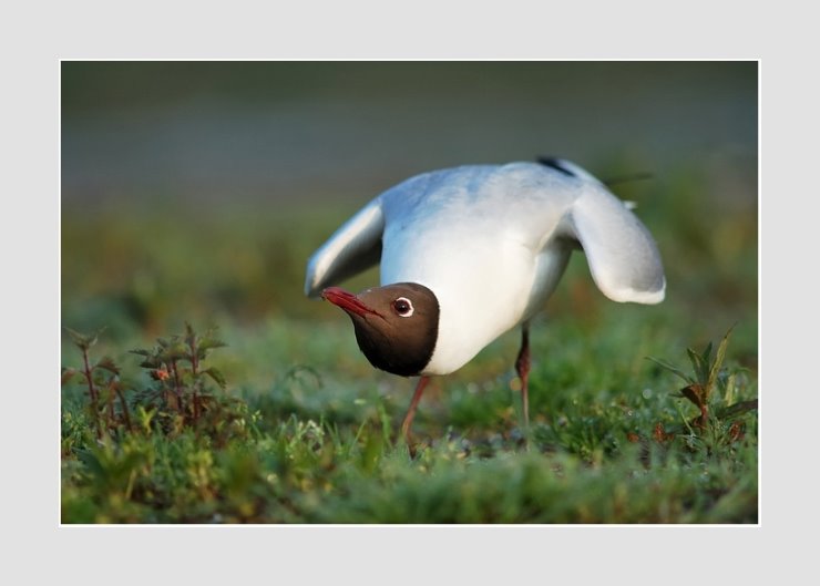 La Mouette Rieuse