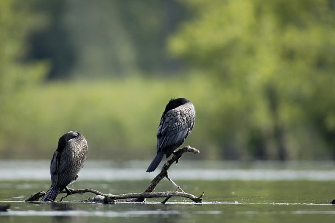 Poules d'eau noire