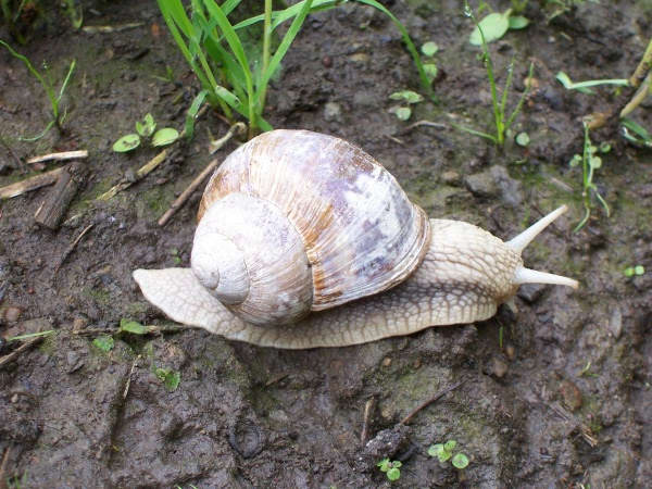 escargot2.jpg