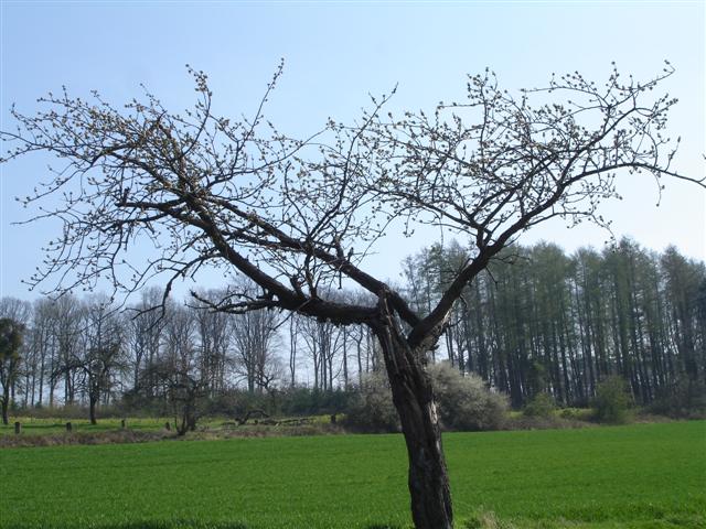 floreffe6030.jpg