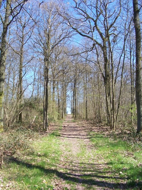 Anseremme6116.jpg