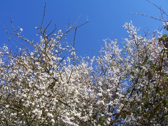 Anseremme6159.jpg