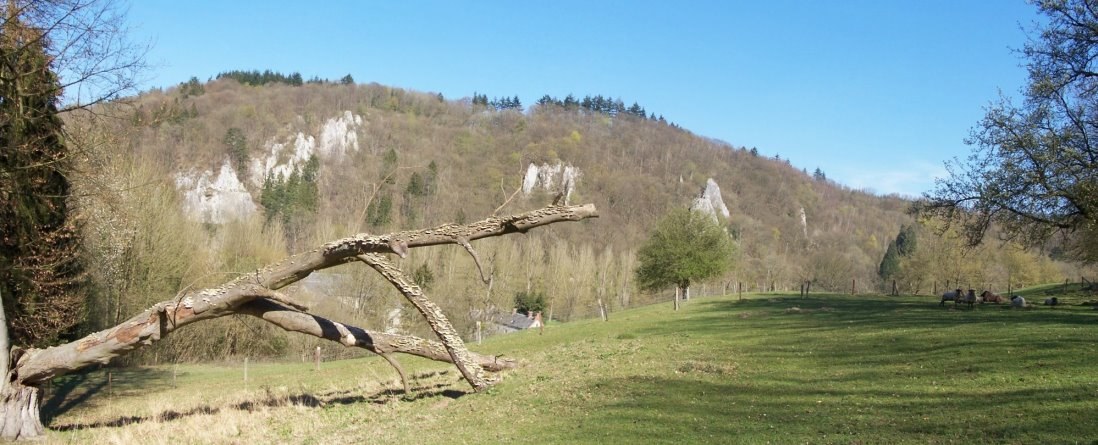 Anseremme6160.jpg