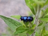 Floreffe6818.jpg
