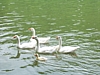 Anseremme7057.jpg