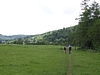 Anseremme7082.jpg