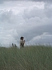BaieSomme7419.jpg