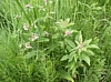 BaieSomme10036.jpg