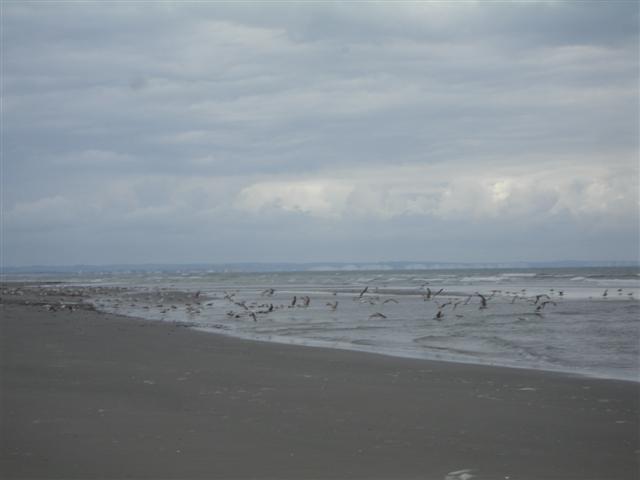 BaieSomme02758 .jpg