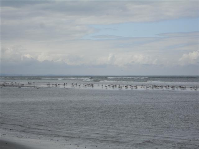 BaieSomme02760 .jpg