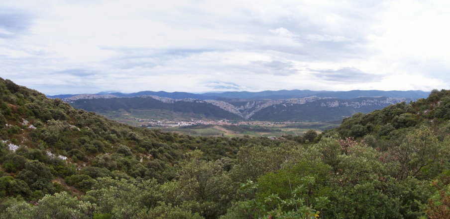 Prugnanes8072.jpg