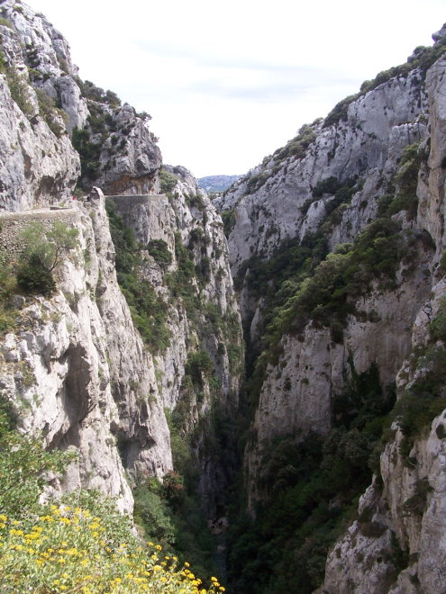 Prugnanes8185.jpg