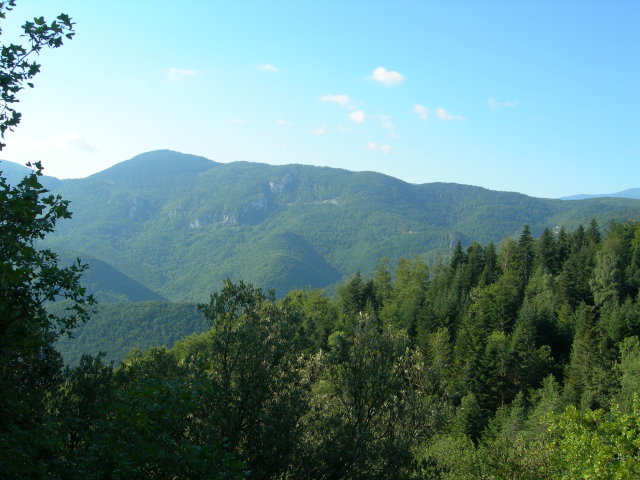 puivert1185.jpg
