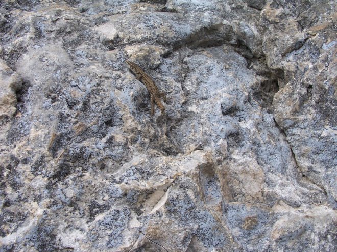 roquefixade8502.jpg