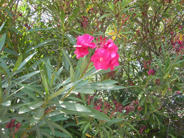 fleurs1035.jpg