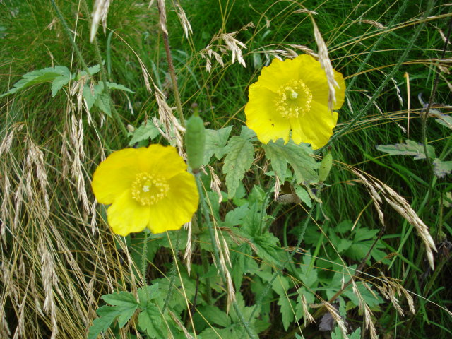 fleurs359.jpg