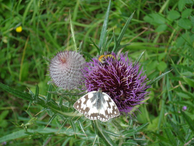 fleurs370.jpg