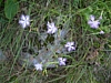 fleurs1189.jpg