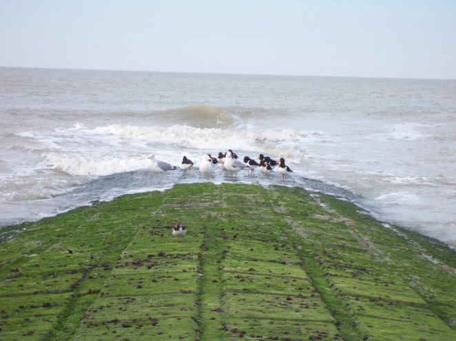 ostende0220.jpg