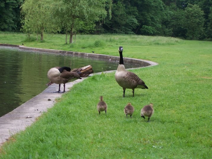 ornithologie251.jpg