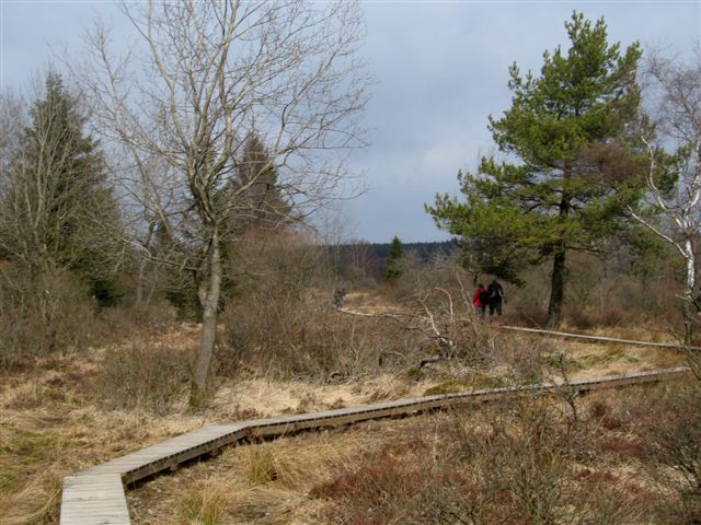 fagnes5386.jpg