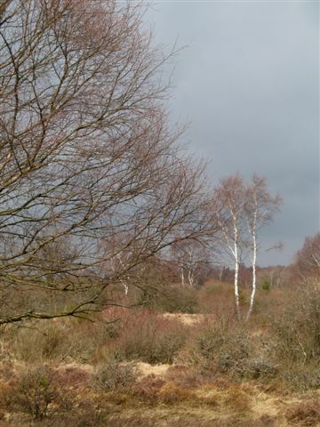 fagnes5387.jpg