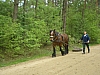 cycloplus073.jpg