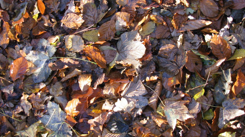 fleurus106.jpg