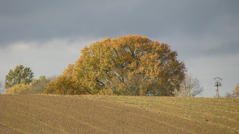 fleurus110.jpg