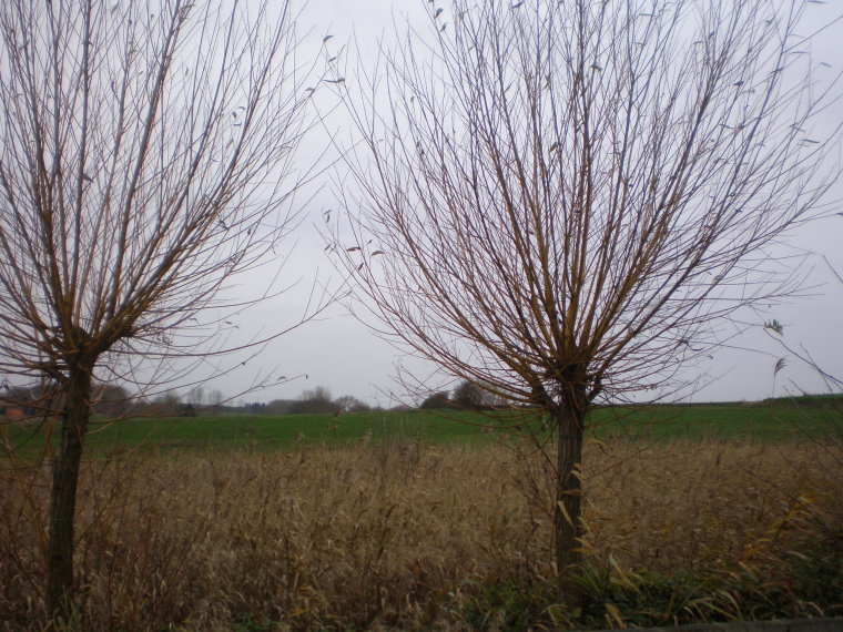 pajottenland010.jpg