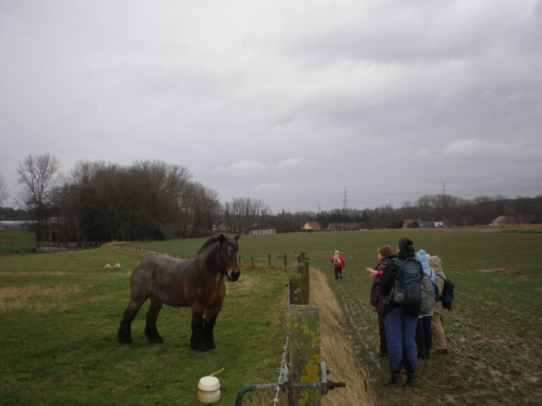 pajottenland022.jpg