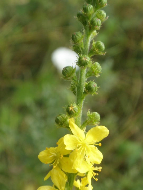 fleurs173980.jpg