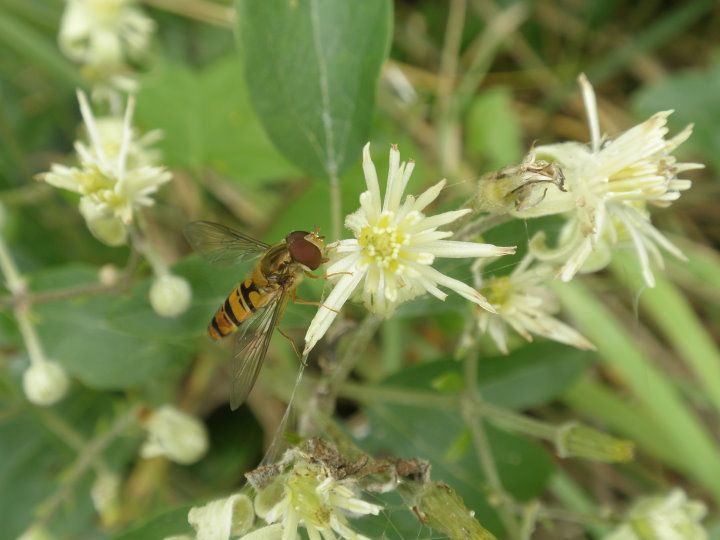 fleurs173981.jpg