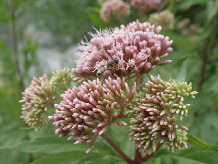 fleurs173982.jpg