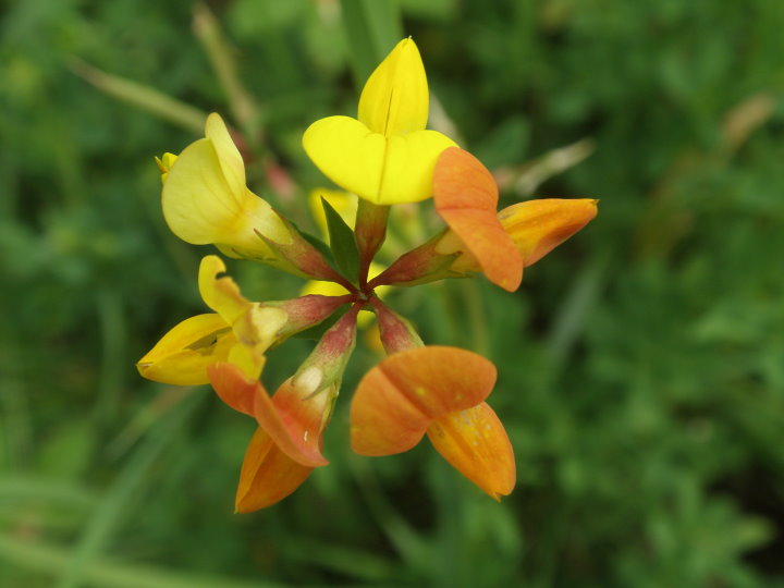 fleurs173990.jpg