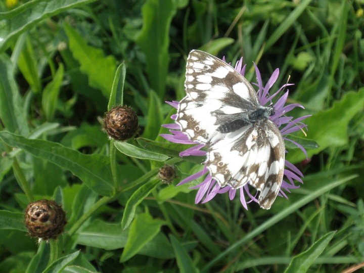 fleurs174030.jpg