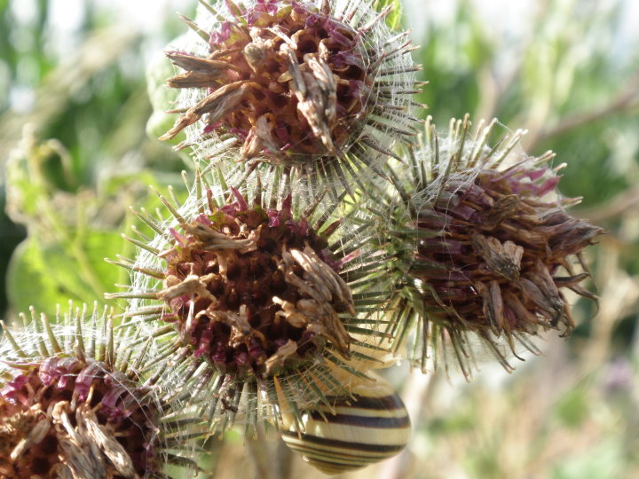 fleurs174044.jpg
