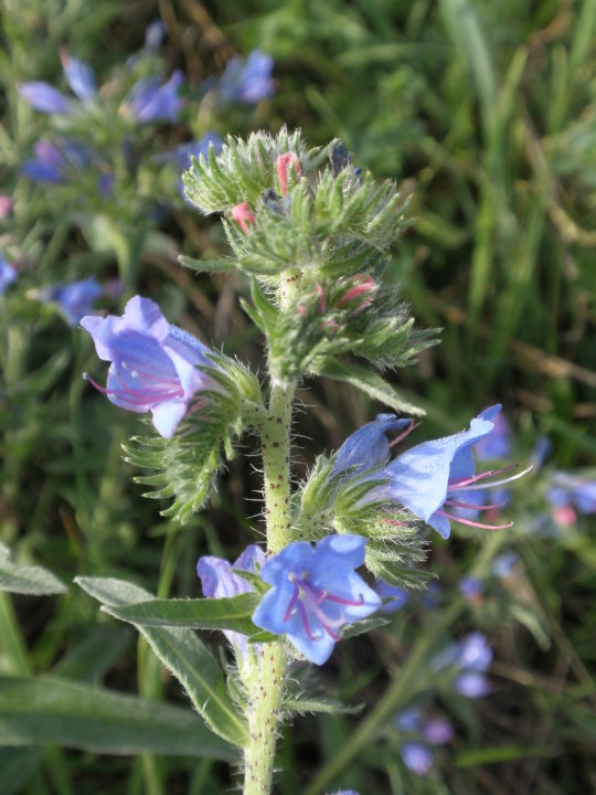 fleurs174049.jpg