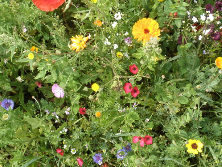 fleurs184124.jpg