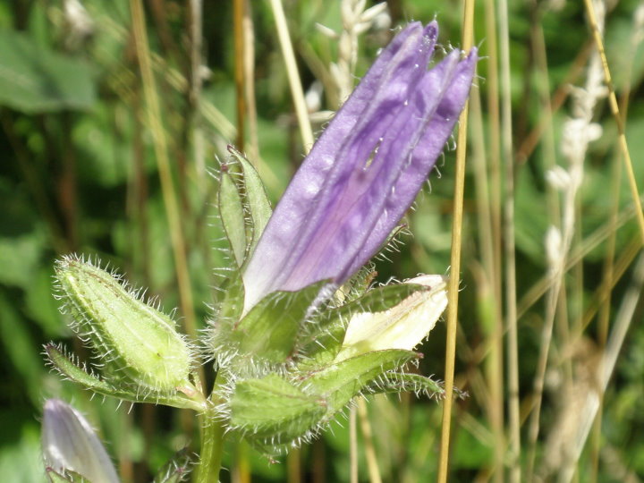 fleurs184192.jpg
