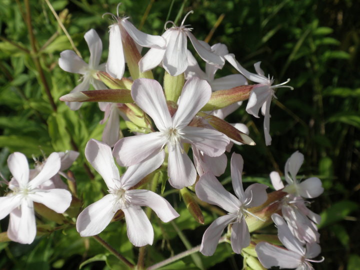 fleurs184208.jpg