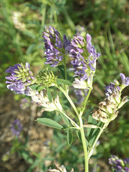 fleurs184210.jpg
