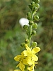 fleurs173980.jpg